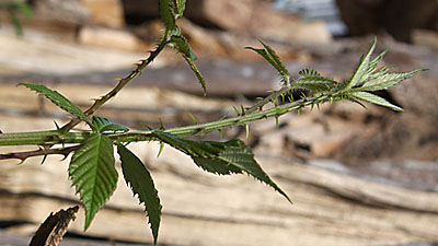 D�tail � f=1/11. 