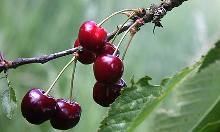 Cerises, version 2. 