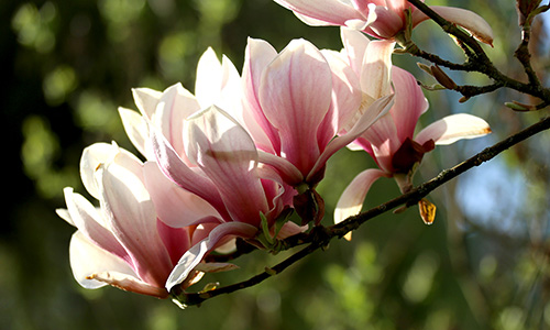 Derniers feux du magnolia. 