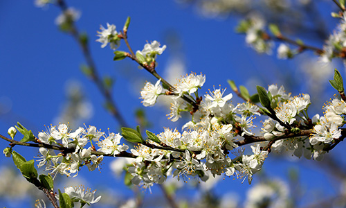 Une brabche de MON mirabellier. 