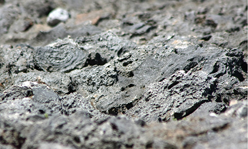 La profondeur de champ. 