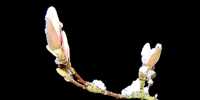 Neige sur fleur en devenir ?. 