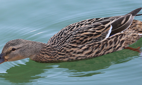 Boug� sur une cane au Port de France, � Toul. 