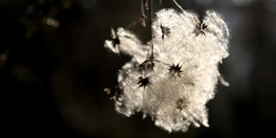 Coup de vent inopportun. 