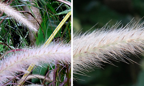 Comparaison d'images de deux appareils diff�rents. 