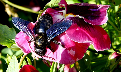 Grosse mouche sur une fleur. 