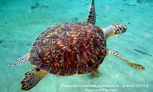 La photo presque parfaite. 