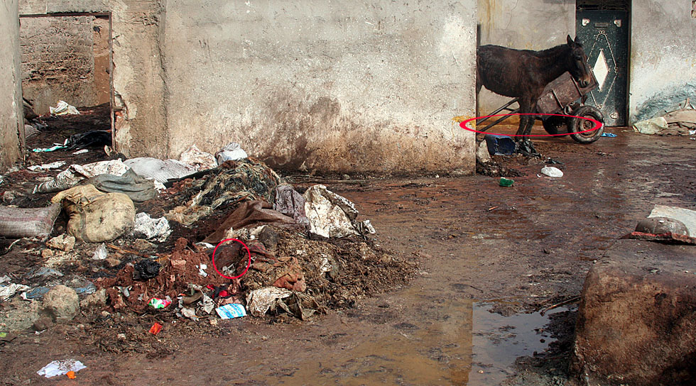 Tannerie � Marrakech. 