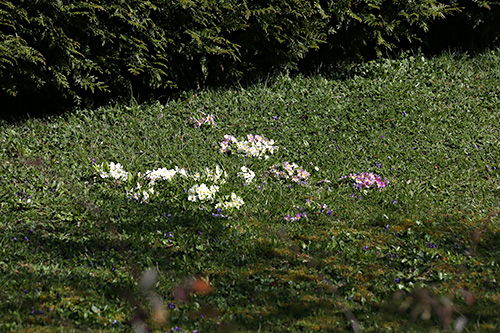 Le champ de la prise de vue. 